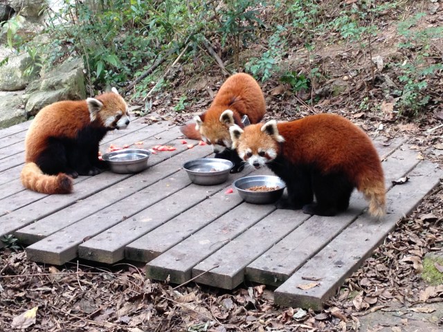 Pandas rouges