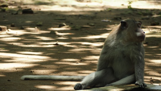 Monkey Forest Sanctuary